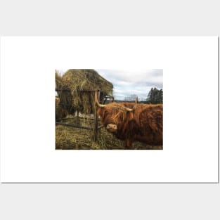 Scottish Highland Cattle Cow 2244 Posters and Art